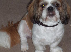 Shih+tzu+puppies+for+sale+in+maryland+cheap